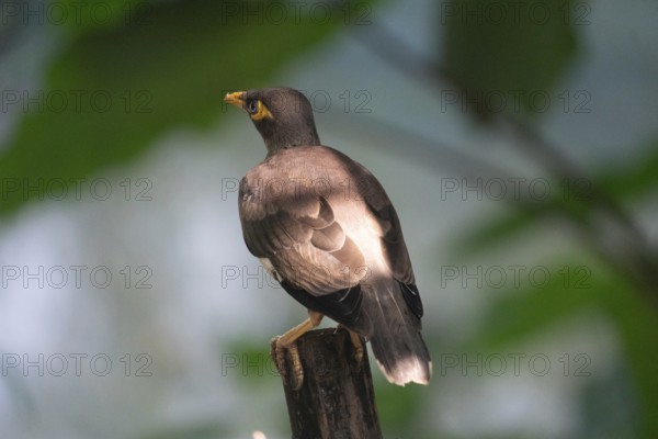 Myna (Acridotheres tristis) perched on a branch with sunlit feathers in a green background-Dhaka, Bangladesh