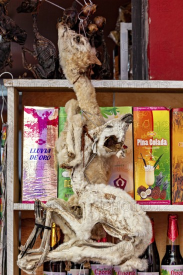 A dried animal in front of colourful drinks cartons on a shelf appears exotic, The witches' market in La Paz, Bolivia