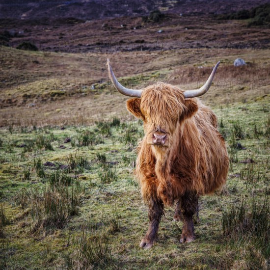 Scottish Highland cattle, Scotland, United Kingdom