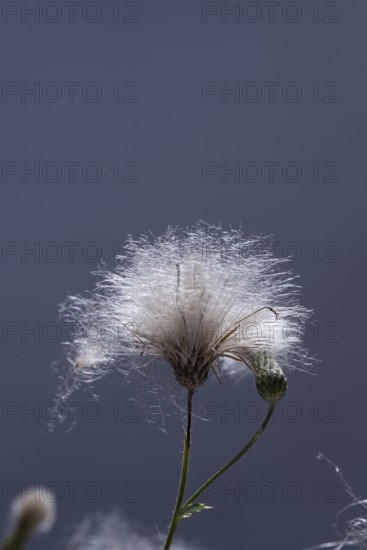 Thistle in front of a grey background