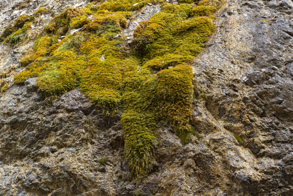 Dripping moss in a rock face, Vomperberg, Tyrol, Austria