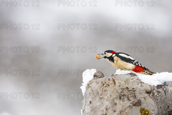 Great spotted woodpecker (Dendrocopus major) ml Germany