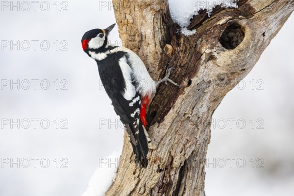Great spotted woodpecker (Dendrocopus major) ml Germany