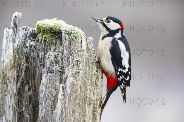 Great spotted woodpecker (Dendrocopus major) ml Germany