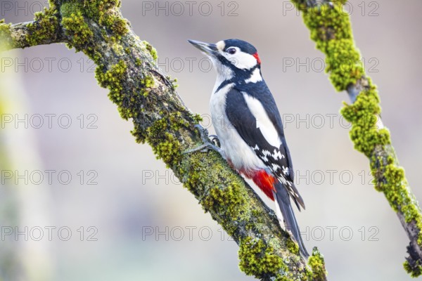 Great spotted woodpecker (Dendrocopus major) ml Germany