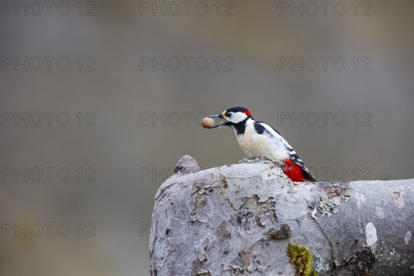 Great spotted woodpecker (Dendrocopus major) ml Germany