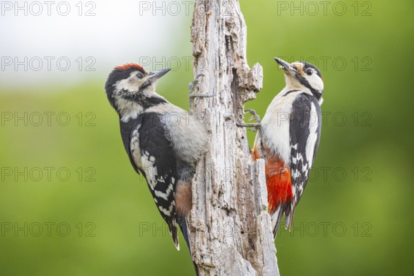 Great spotted woodpecker (Dendrocopus major) ml Old bird feeding young bird Germany