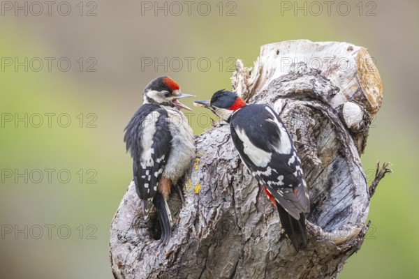 Great spotted woodpecker (Dendrocopus major) ml Old bird feeding young bird Germany