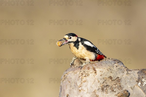 Great spotted woodpecker (Dendrocopus major) ml Germany