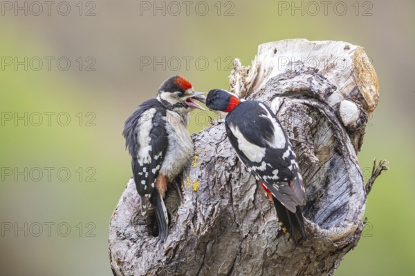 Great spotted woodpecker (Dendrocopus major) ml Old bird feeding young bird Germany