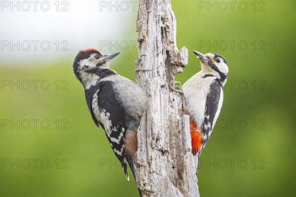 Great spotted woodpecker (Dendrocopus major) ml Old bird feeding young bird Germany