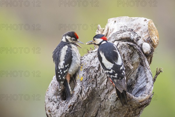 Great spotted woodpecker (Dendrocopus major) ml Old bird feeding young bird Germany