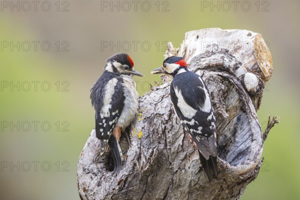 Great spotted woodpecker (Dendrocopus major) ml Old bird feeding young bird Germany