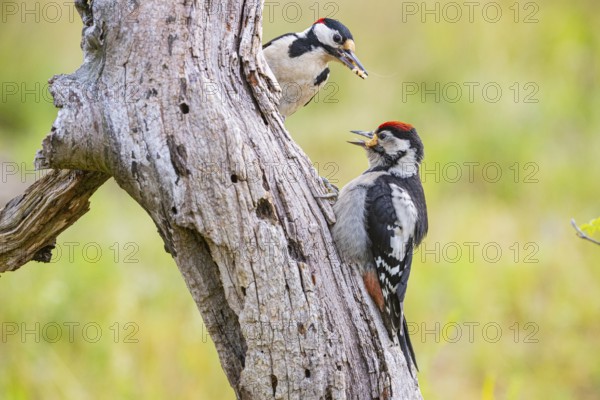 Great spotted woodpecker (Dendrocopus major) ml Old bird feeding young bird Germany