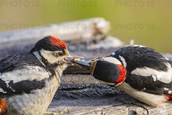 Great spotted woodpecker (Dendrocopus major) ml Old bird feeding young bird Germany