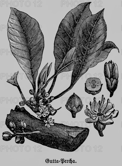 Gutta-percha or gutta, a rubbery substance, milk-like sap, similar to rubber, gutta-percha tree (Palaquium gutta) on the island of Sumatra, historical illustration 1868