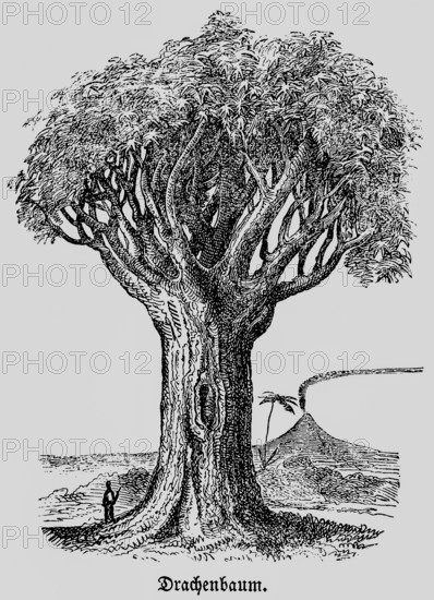 Dragon tree (Dracaena), distribution in tropics and subtropics, man as size comparison, smoking volcano, historical illustration 1868