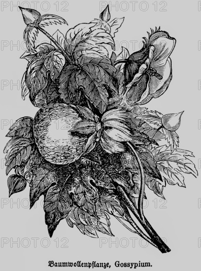 Cotton plant (Gossypium) with leaves and cotton boll, cultivated plant of the tropics and subtropics, processing of the fibres into textiles and yarns, wool, historical illustration 1868