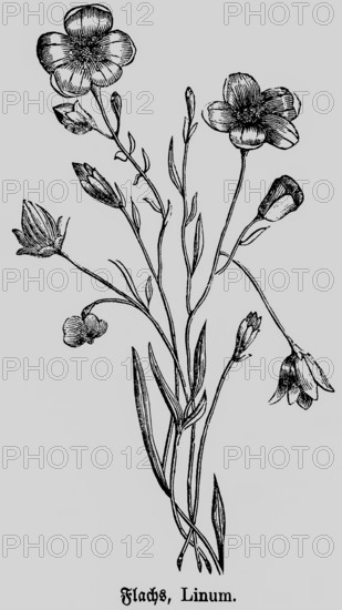 Flax or linen (Linum) plant with flower and stem, natural fibre, production of taxtiles and yarns, historical illustration 1868