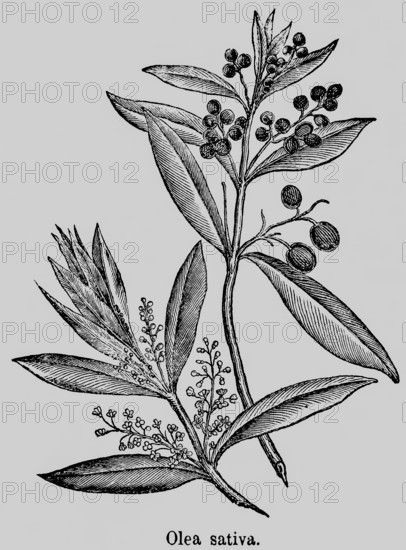 Olives (Olea) evergreen plant, leaves, flowers, fruits, Mediterranean stone fruit, cultivation around the Mediterranean, historical illustration 1868
