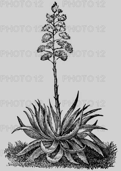 Magney agave (Agave mexicana) plant with leaves and inflorescence, production of agave juice, Mexico, Central America, historical illustration 1868