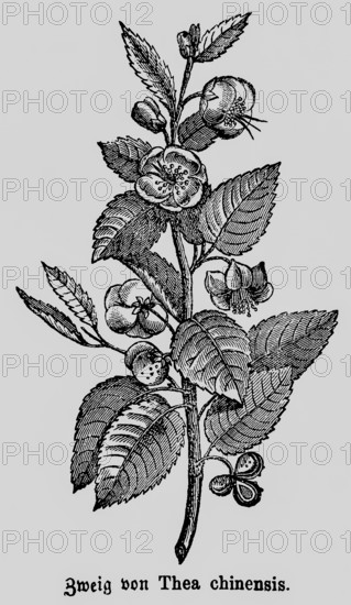 Branch of the tea plant (Thea chinensis or bohea) or (Camellia sinensis) cultivation Asia, leaves and flowers, beverage, historical illustration 1868
