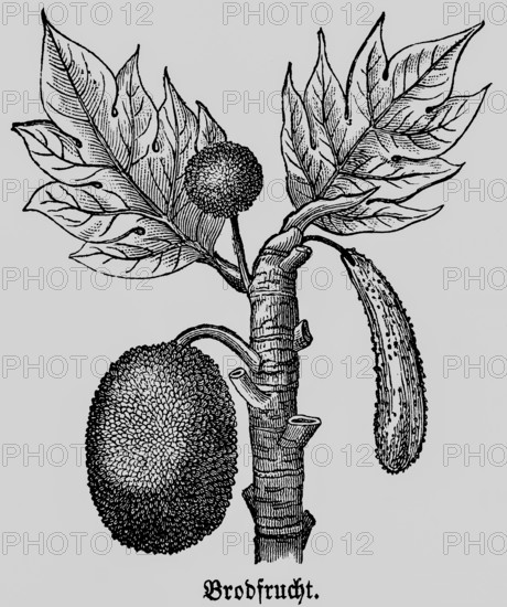Breadfruit (Artocarpus) leaves, useful plant, cultivation and processing in tropical countries, historical illustration 1868