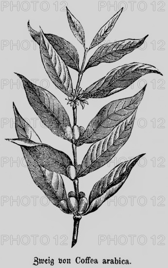 Two of the coffee arabica (Coffea arabica) plant with inflorescence, coffee bean extraction, export, trade, beverage, food, historical illustration 1868