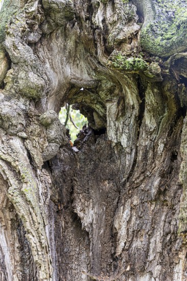 Weathered tree bark with a hole showing a view inside the tree, 400 year old lime tree avenue Ladendorf Weinviertel Lower Austria Austria