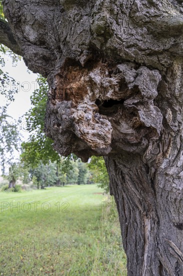 Large gnarled knot on a tree, green meadow in the background, 400 year old avenue of lime trees Ladendorf Weinviertel Lower Austria Austria