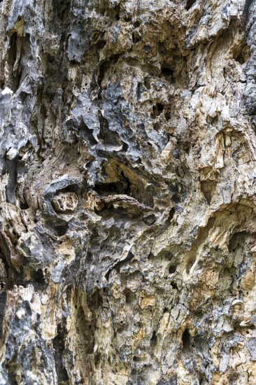 Close-up of heavily textured and weathered tree bark, 400-year-old avenue of lime trees Ladendorf Weinviertel Lower Austria Austria