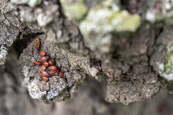 Group of red fire bugs on rough tree bark, focus on the insects, 400 year old lime tree avenue Ladendorf Weinviertel Lower Austria Austria