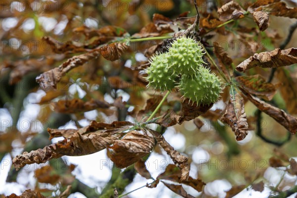 Green prickly chestnuts between dry brown leaves on a tree, 400 year old lime tree avenue Ladendorf Weinviertel Lower Austria Austria