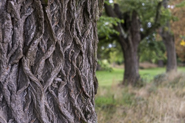 Detailed image of tree bark in the foreground, blurred trees in the background, 400 year old lime tree avenue Ladendorf Weinviertel Lower Austria Austria
