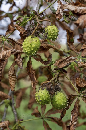 Green horse chestnuts hanging on a branch, surrounded by brown autumn leaves, 400 year old avenue of lime trees Ladendorf Weinviertel Lower Austria Austria