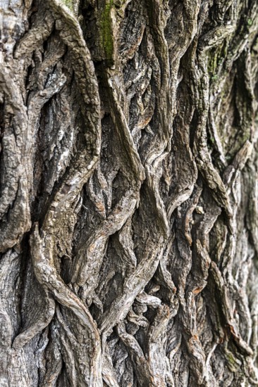 Close-up view of an intricate, structured tree bark, 400-year-old lime tree avenue Ladendorf Weinviertel Lower Austria Austria