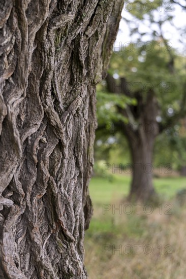 Close-up of coarse tree bark in focus, trees in the background blurred, 400-year-old lime tree avenue Ladendorf Weinviertel Lower Austria Austria