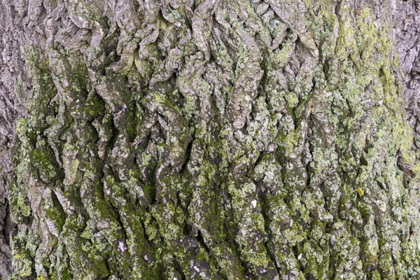 Tree bark with moss growth and green and grey tones, 400 year old lime tree avenue Ladendorf Weinviertel Lower Austria Austria