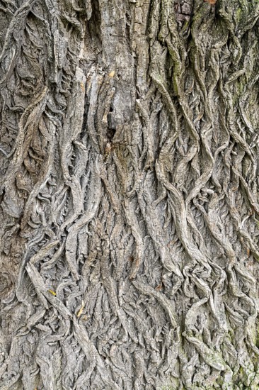 Close-up of the intricate structures of a tree bark, 400-year-old lime tree avenue Ladendorf Weinviertel Lower Austria Austria