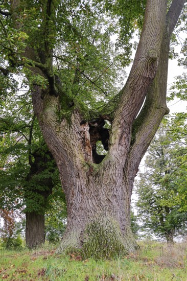 Large tree with hollow trunk in a green landscape, 400 year old lime tree avenue Ladendorf Weinviertel Lower Austria Austria