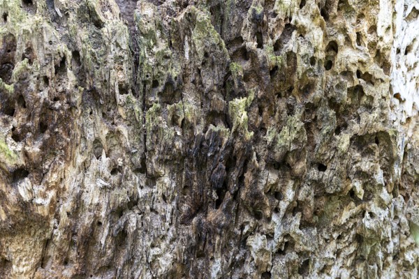 Close-up of eroded, moss-covered wood with a rough texture, 400-year-old avenue of lime trees Ladendorf Weinviertel Lower Austria Austria