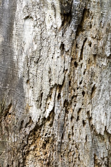 Texture of old tree bark with clear cracks and holes, 400 year old lime tree avenue Ladendorf Weinviertel Lower Austria Austria