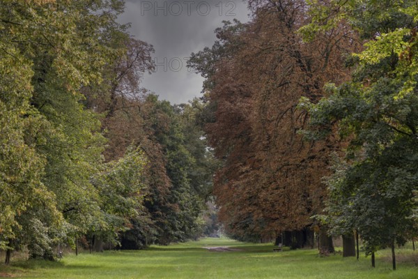 A quiet forest path framed by autumnal trees under a dark sky, a 400-year-old avenue of lime trees Ladendorf Weinviertel Lower Austria Austria