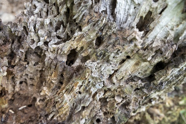 Close-up of a weathered piece of wood with many holes and a rough structure, 400-year-old lime tree avenue Ladendorf Weinviertel Lower Austria Austria