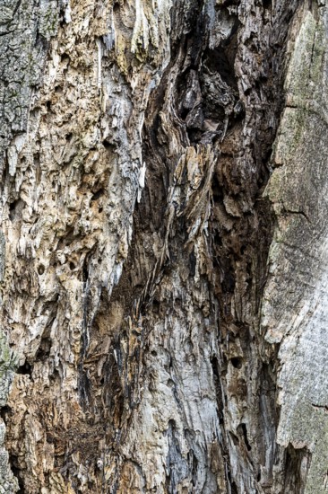 A detailed view of a weathered tree bark full of patterns, 400 year old lime tree avenue Ladendorf Weinviertel Lower Austria Austria