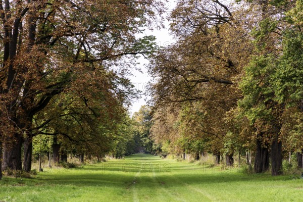 Tree avenue with green grass path and autumnal foliage in warm tones, 400 year old lime tree avenue Ladendorf Weinviertel Lower Austria Austria