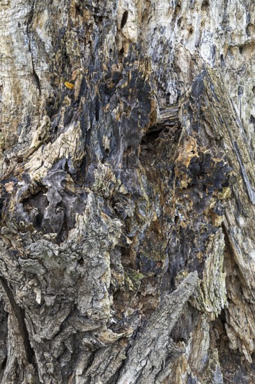 Weathered tree bark with complex texture in shades of grey and brown, 400-year-old lime tree avenue Ladendorf Weinviertel Lower Austria Austria