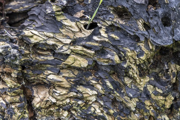 Close-up of a rotten and moss-covered tree bark with deep textures, 400-year-old lime tree avenue Ladendorf Weinviertel Lower Austria Austria
