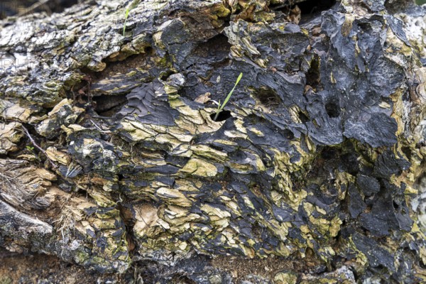 Close-up of rotting tree bark with green moss stains, 400 year old lime tree avenue Ladendorf Weinviertel Lower Austria Austria