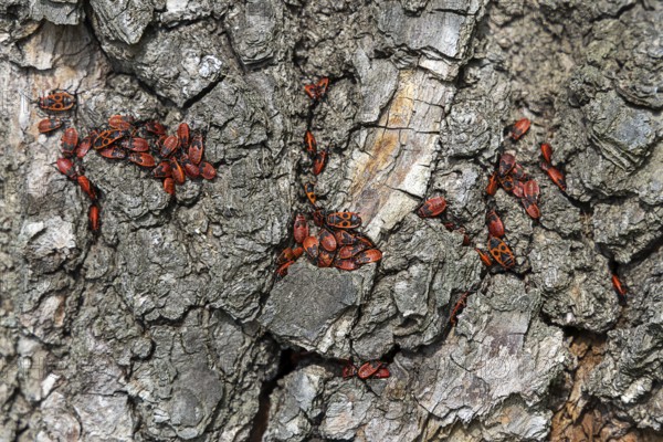 Firebugs on patterned tree bark in vivid red and black, 400 year old lime tree avenue Ladendorf Weinviertel Lower Austria Austria